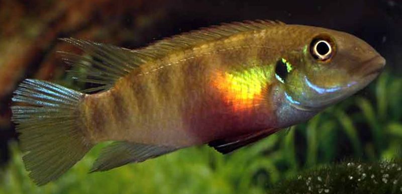 Pelvicachromis humilis