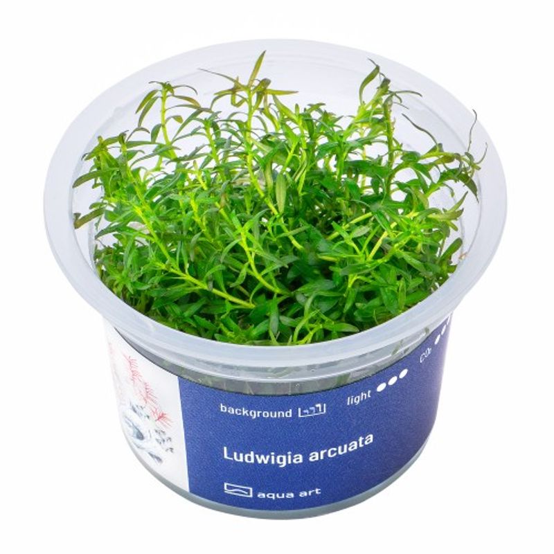 Aqua-Art Invitro Ludwigia arcuata