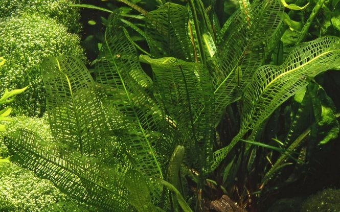 Hovedbilde Aponogeton madagascariensis Akvarieplante