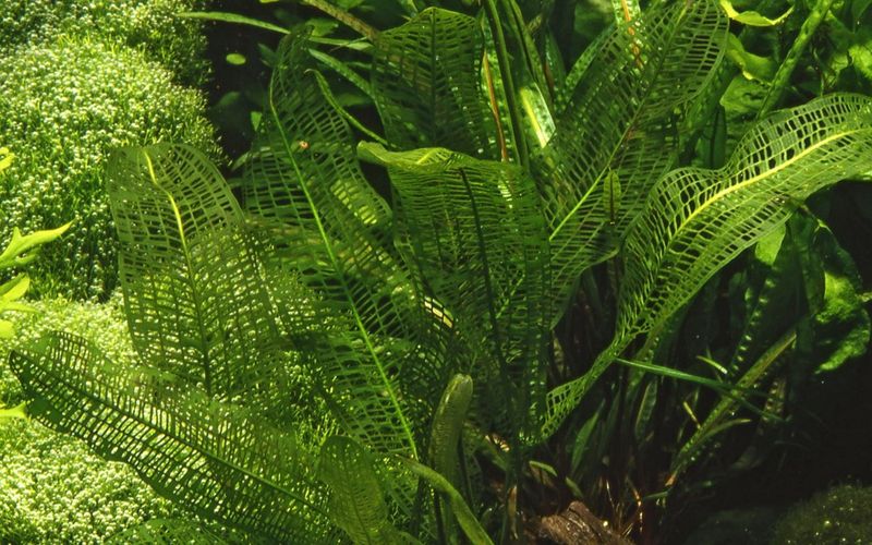 Aponogeton madagascariensis Akvarieplante