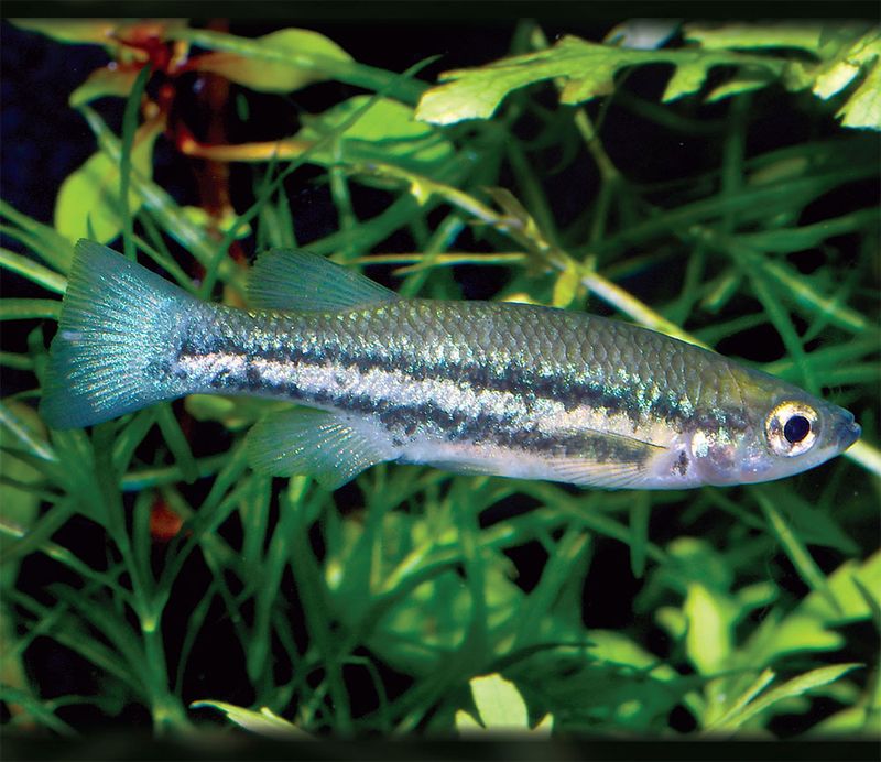Ataeniobius toweri