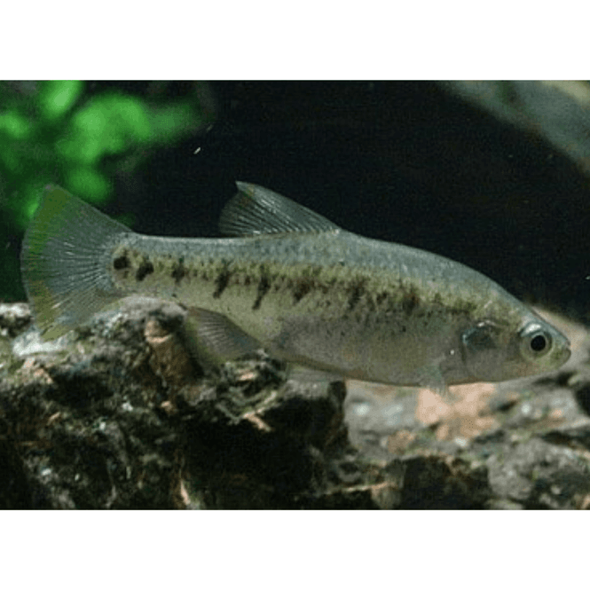 Hovedbilde Chapalichthys  encaustus