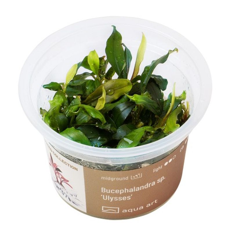 Aqua-Art Invitro Bucephalandra sp. ’Ulysses’