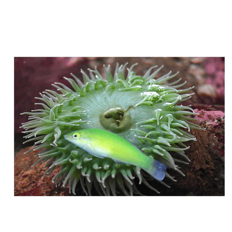 Halichoeres Cloroptherus 