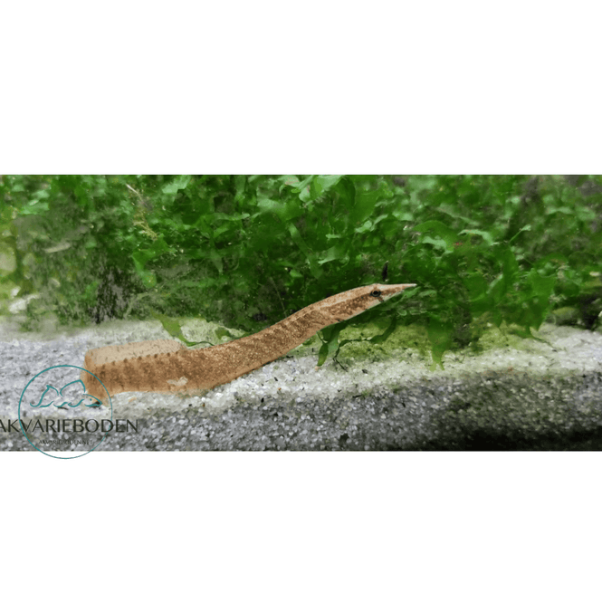Hovedbilde Macrognathus circumcinctus