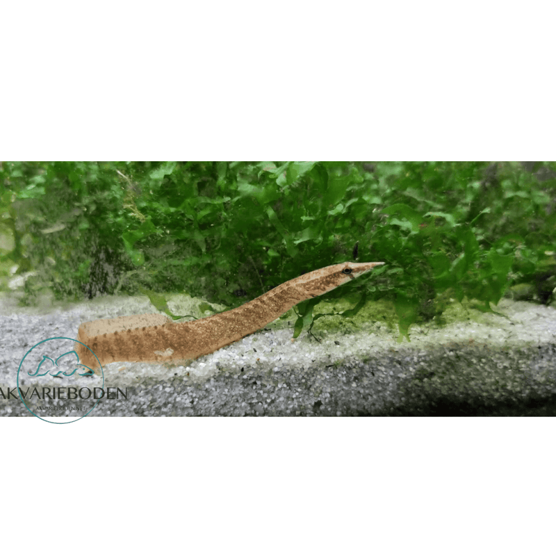 Macrognathus circumcinctus