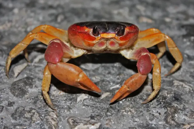 Hovedbilde Gecarcinus ruricola