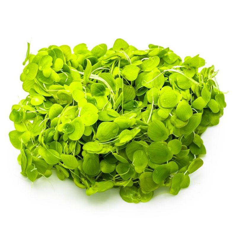 Spirodela polyrrhiza 1-2 Grow Invitro