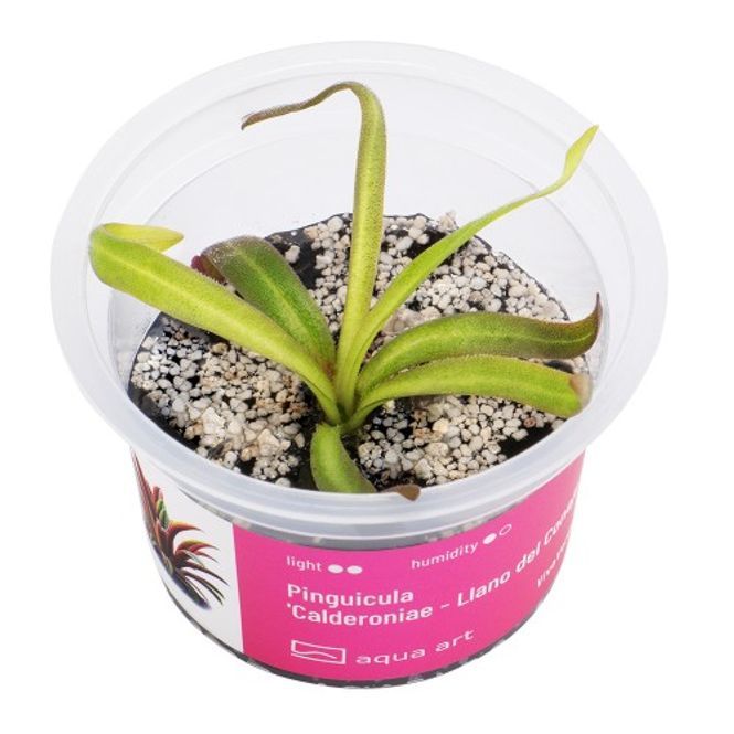 Hovedbilde Aqua-Art Invitro Pinguicula 'Calderoniae - Llano del ...