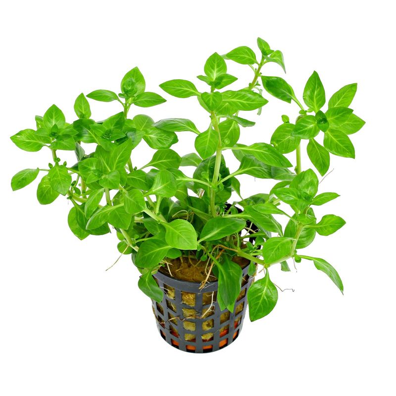 Ludwigia Palustris green