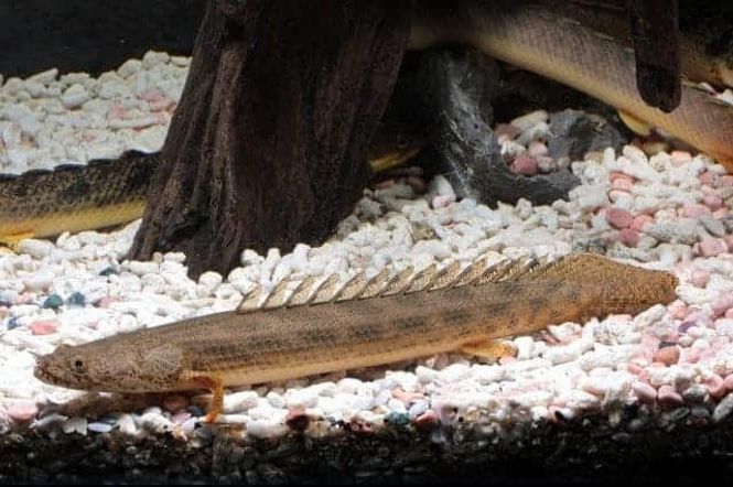 Hovedbilde Polypterus ansorgii 15cm VF