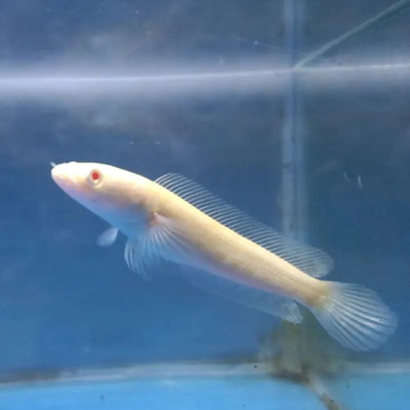 Channa Striata Albino 15cm