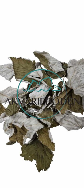 Raspberry leaves  10pk
