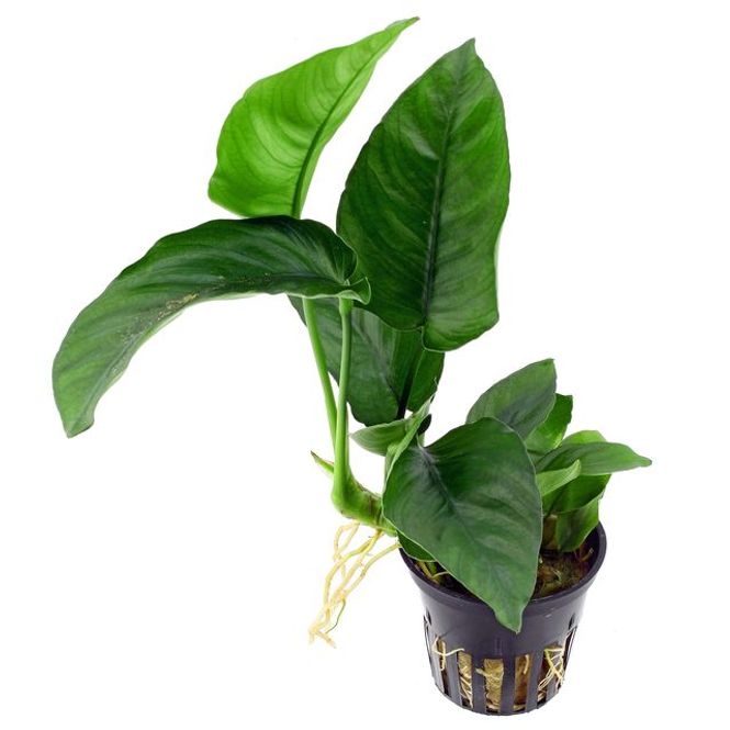 Hovedbilde Anubias  Gilletii Akvarieplante