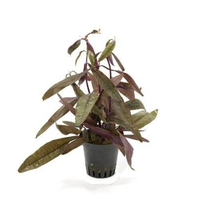 Hovedbilde Alternanthera sessilis Akvarieplante