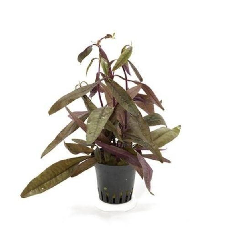 Alternanthera sessilis Akvarieplante