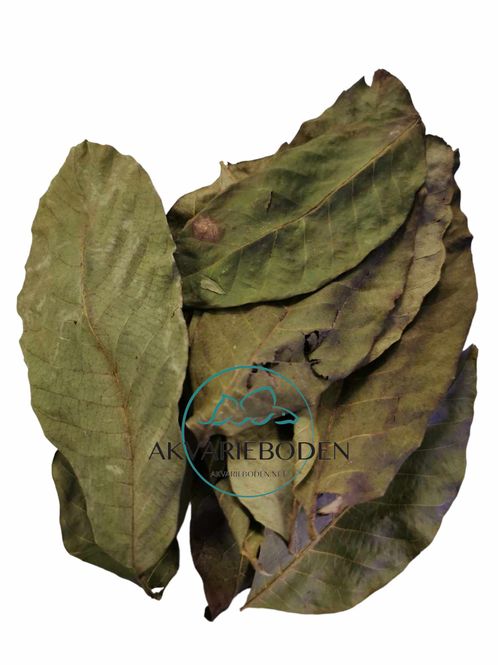 Hovedbilde Walnut leaves green 10pk