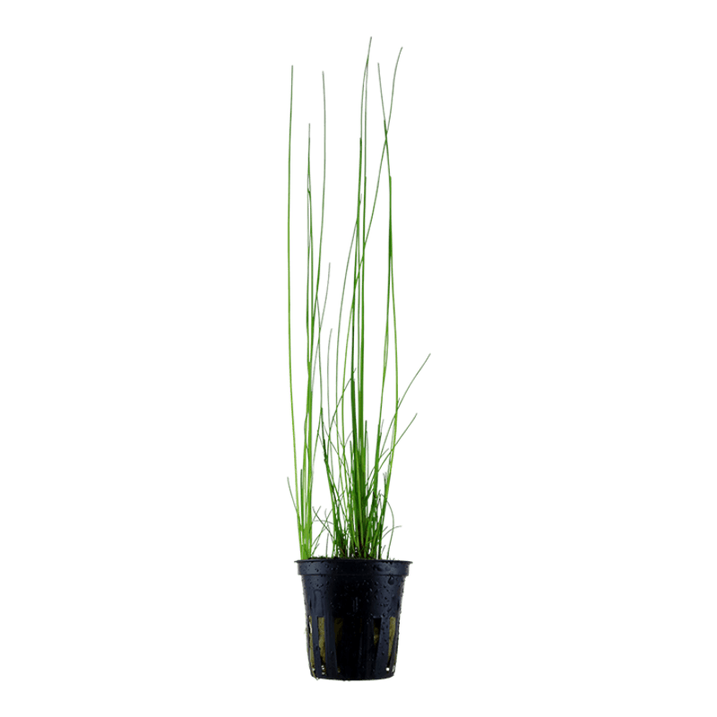 Eleocharis montevidensis (sjelden)