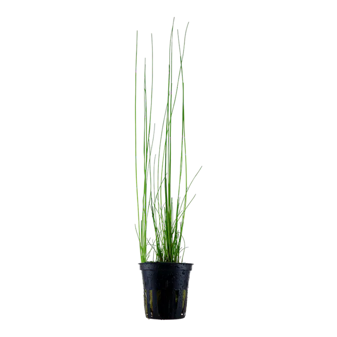 Hovedbilde Eleocharis montevidensis ADA  Version 