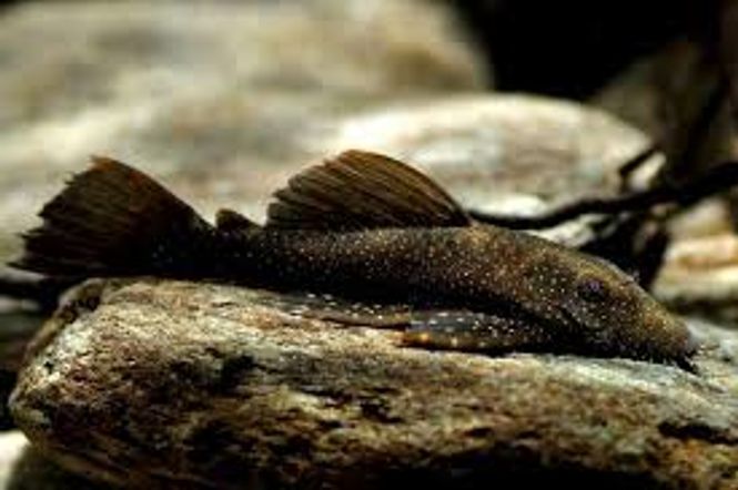Hovedbilde L059 Ancistrus hoplogenys VF 7-9cm 