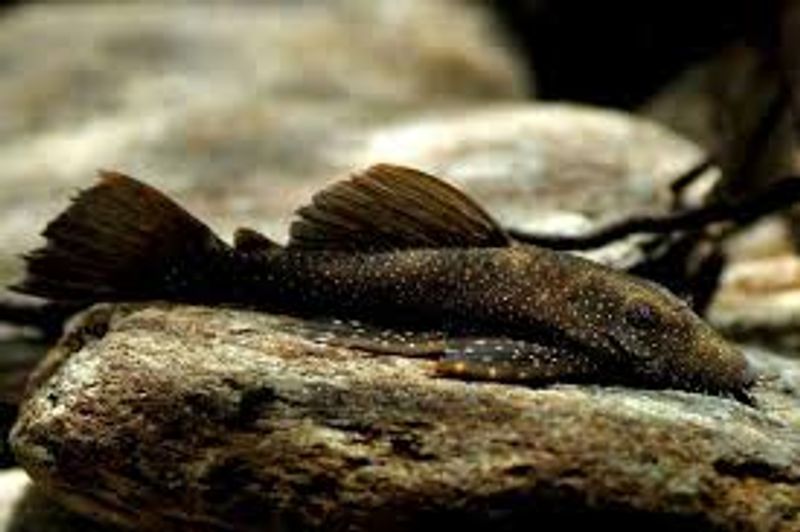 L059 Ancistrus hoplogenys VF 7-9cm 