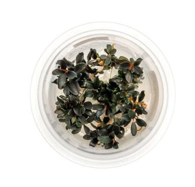 Hovedbilde Bucephalandra Biblis Red Invitro