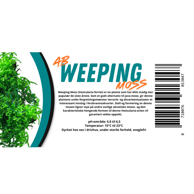 Hovedbilde AB Vesicularia Ferriei / weeping moss invitro Akvarieplante