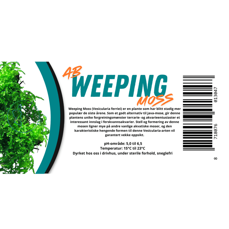 AB Vesicularia Ferriei / weeping moss invitro Akvarieplante
