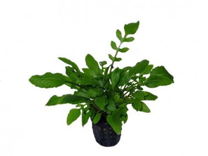 Hovedbilde Rorippa aquatica 