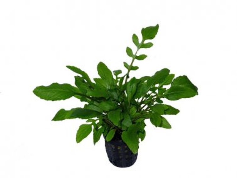 Rorippa aquatica 