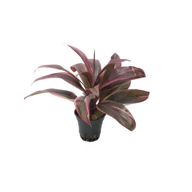Hovedbilde Cordyline Red edge