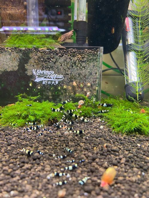 Hovedbilde Caridina Black panda King Kong