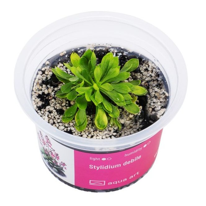 Hovedbilde Aqua-Art Invitro Stylidium debile