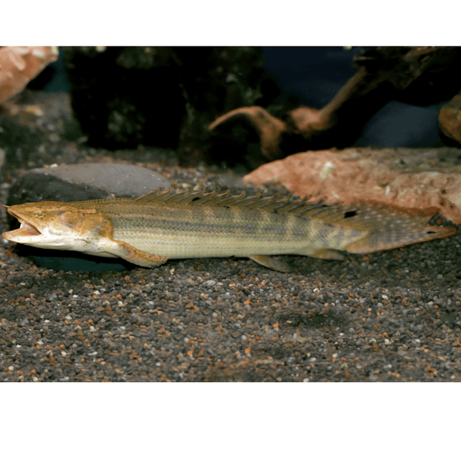 Hovedbilde Polypterus  lapradei