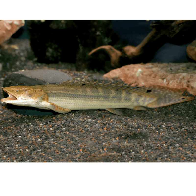 Polypterus  lapradei