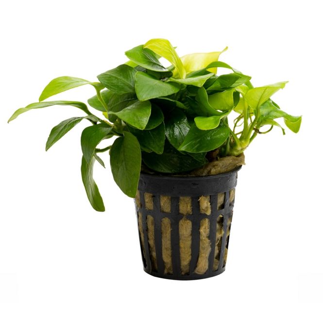 Hovedbilde Anubias Nana Yellow Heart