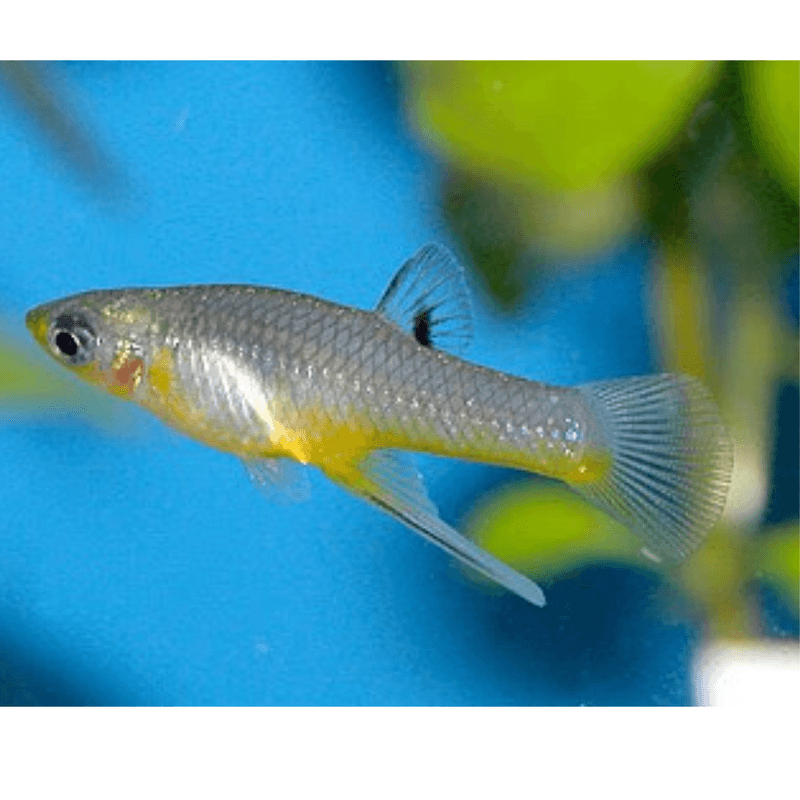 Girardinus falcatus 