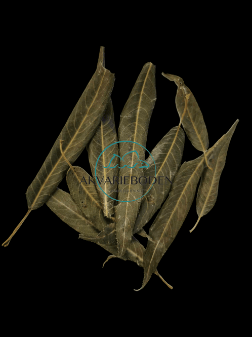 Hovedbilde Willow leaves green 30 pieces