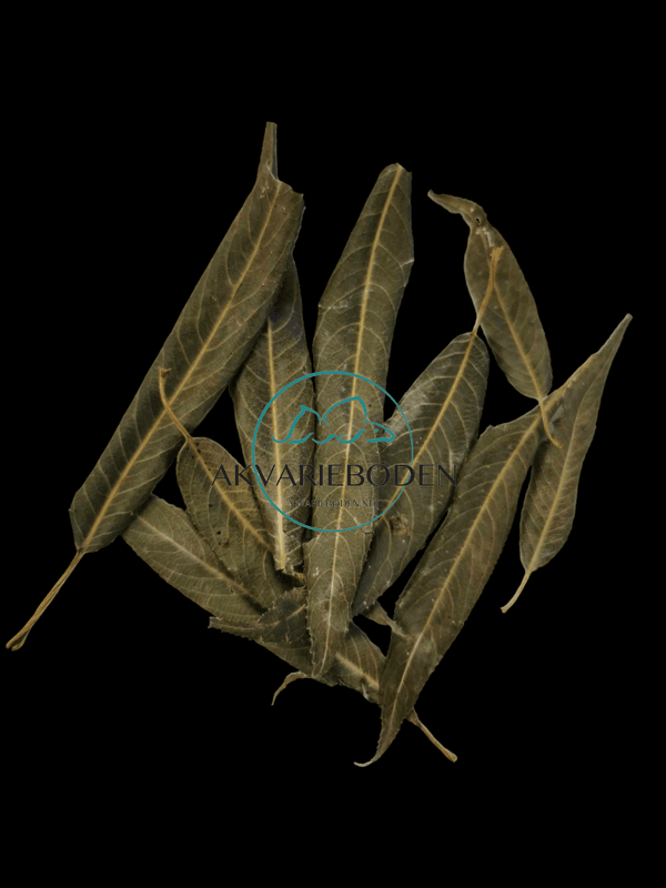 Willow leaves green 30 pieces