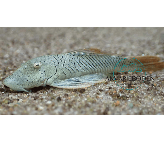 Hovedbilde L276 Chaetostoma aff. lineopunctatum 