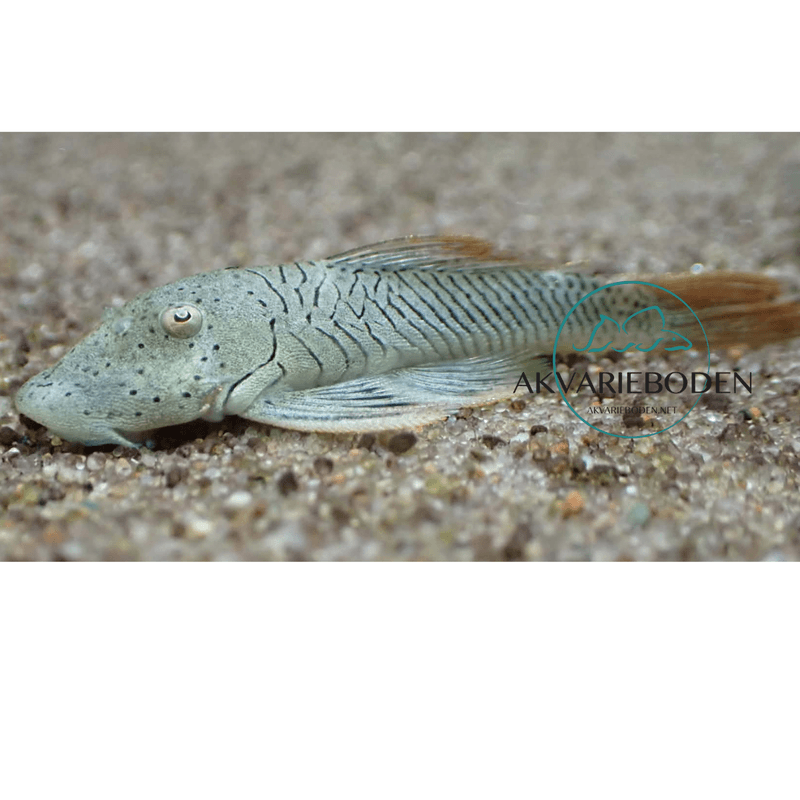 L276 Chaetostoma aff. lineopunctatum 