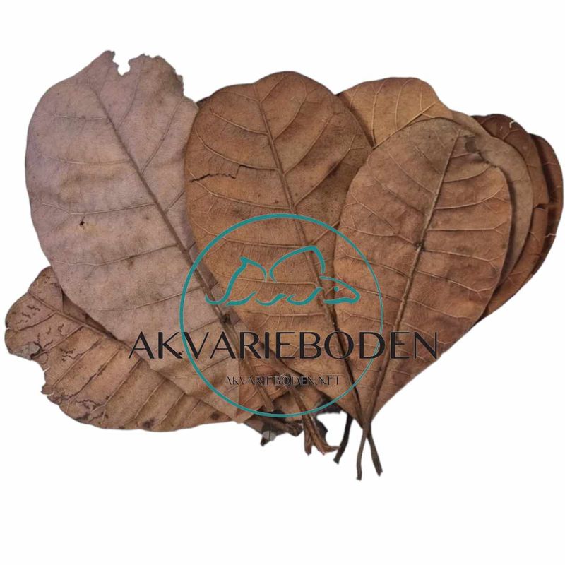 Cashew Blader 10pk