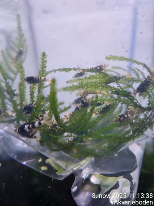 Hovedbilde Caridina  Black Fancy Tiger AAA