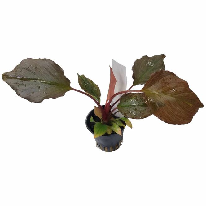 Hovedbilde Homalomena Humilis (meget sjelden)