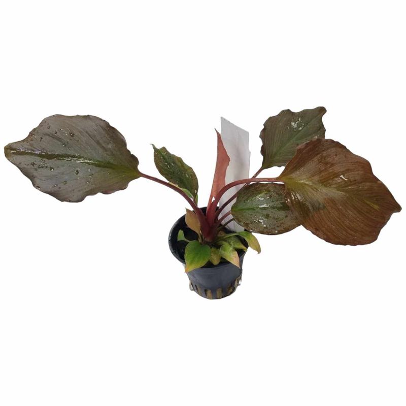 Homalomena Humilis (meget sjelden)