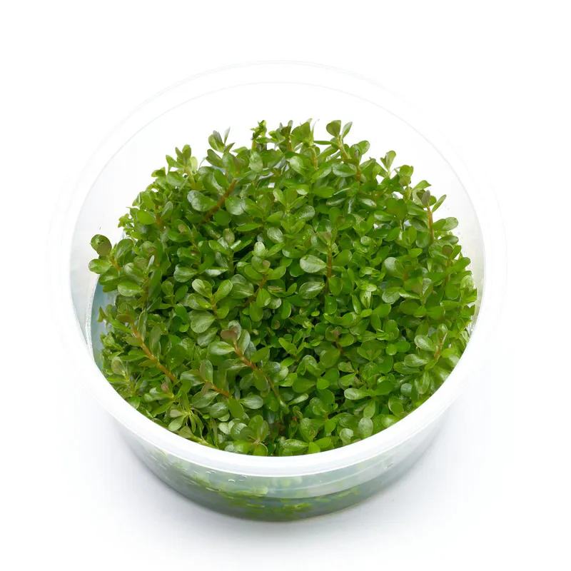 Rotala rotundifolia - Invitro 